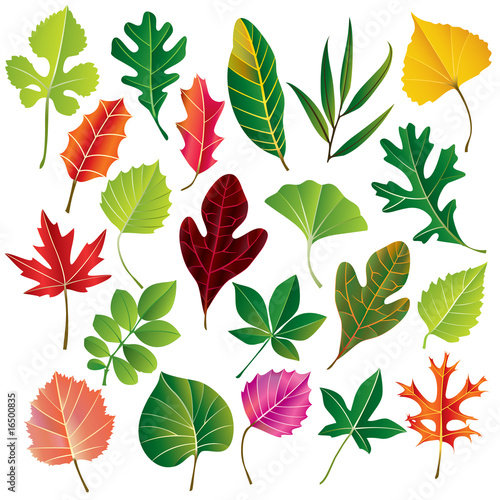 Vector Leaf Collection © MhLam