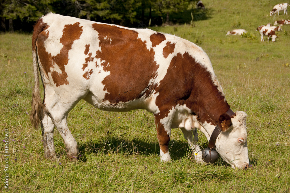 Vache montbéliarde et sa clarine dans le jura.