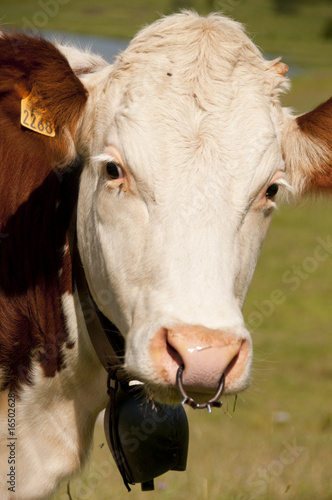 Wallpaper Mural Vache montbéliarde et sa clarine dans le jura. Torontodigital.ca