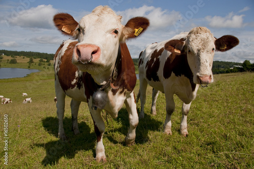 Vache montbéliarde et sa clarine dans le jura. © Alonbou