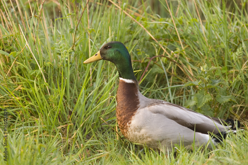 Canard Colvert Canard Colvert