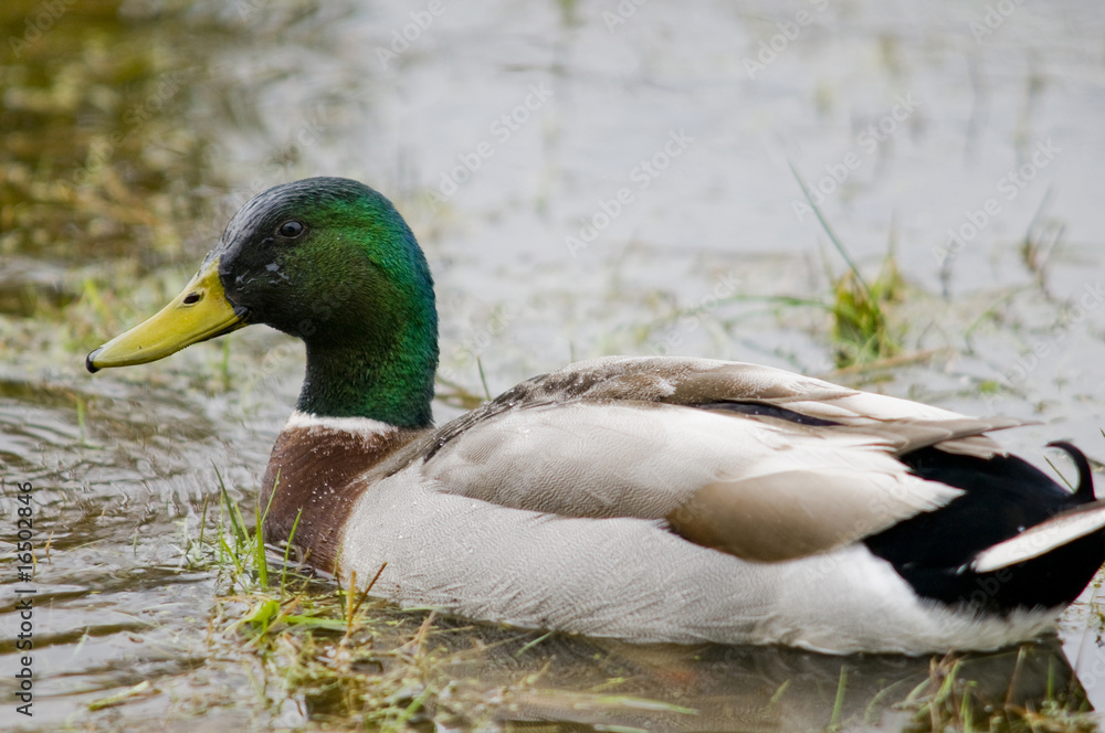 Canard colvert (Anas platyrhynchos - Mallard) Canard colvert (Anas platyrhynchos - Mallard)