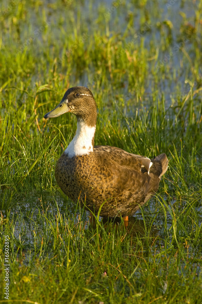 Canard Canard