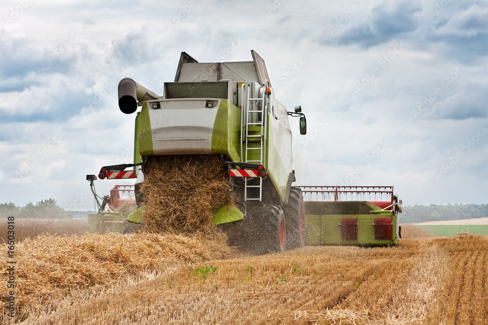 Fototapeta premium harvest