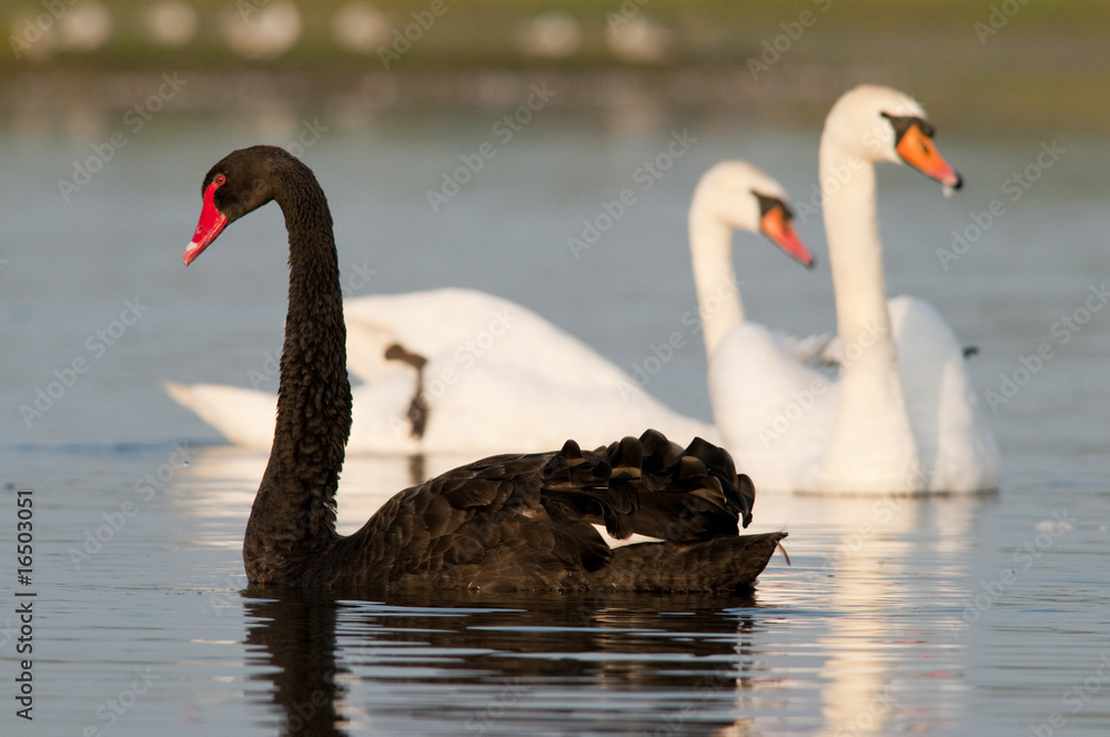 Obraz premium Cygne noir sur le plan d'eau de La Bassée, près du Crotoy.