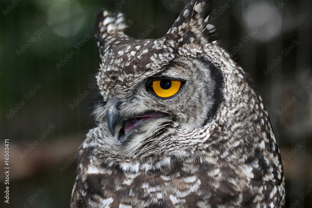 Obraz premium Agitated Spotted Eagle Owl