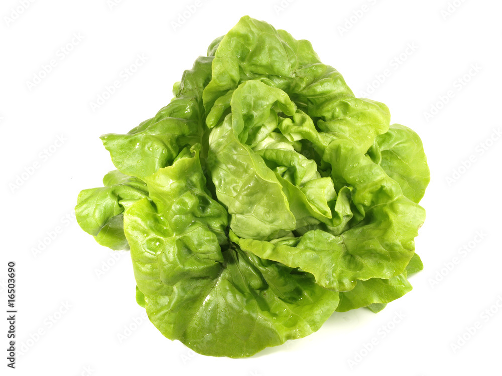 Kopfsalat Kopfsalat
