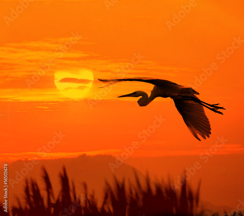 sunset with a bird