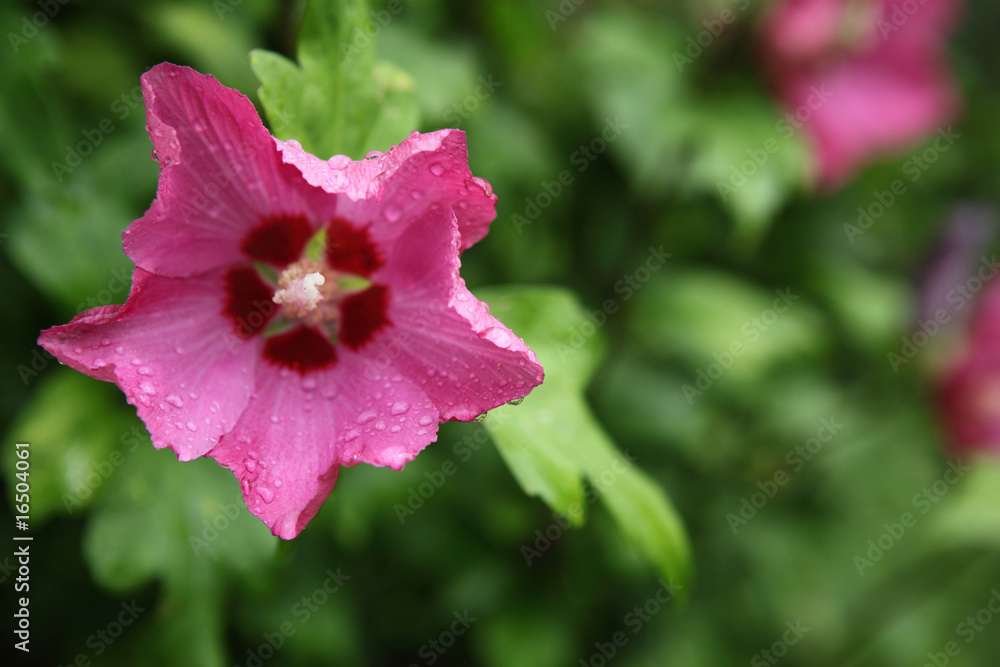 Macro close-up shot of very beautiful flower Macro close-up shot of very beautiful flower