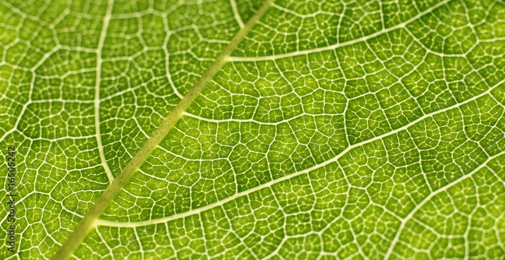 background-texture of green leaf background-texture of green leaf