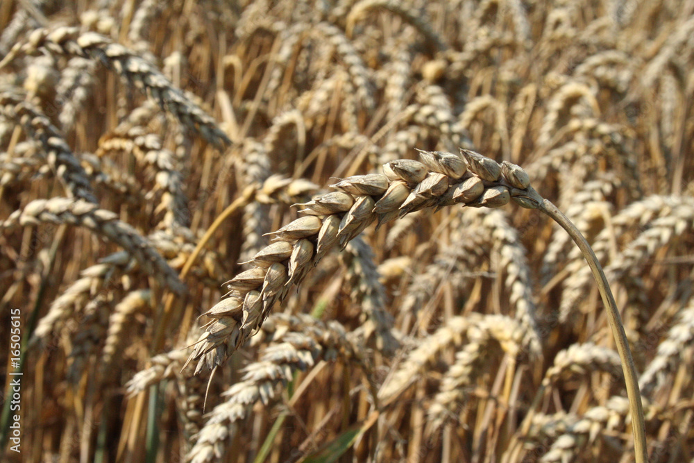 Fototapeta premium Weizenfeld