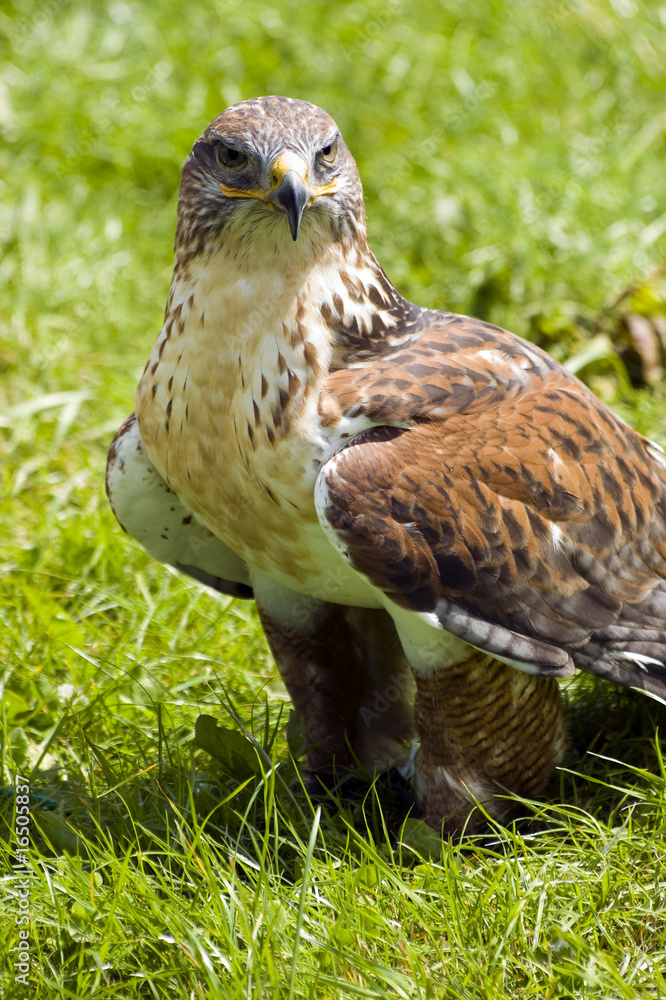 Harris Hawk Harris Hawk