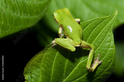 Cope's Gray Tree frog