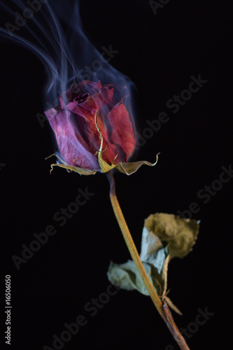 Smoking Red Rose