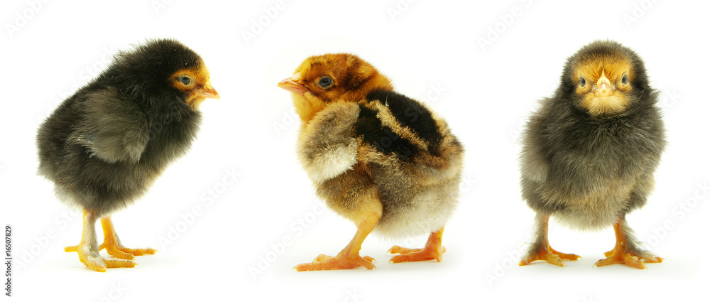 chicken chicken