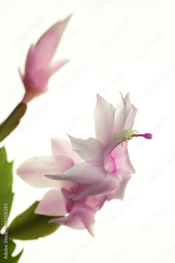 Fototapeta premium Schlumbergera X buckleyi