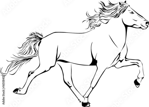 Icelandichorse - Toelt