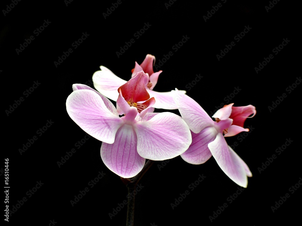 Fototapeta premium Pink orchid isolated on black