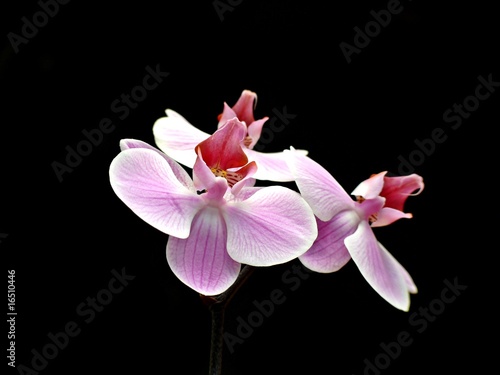 Pink orchid isolated on black