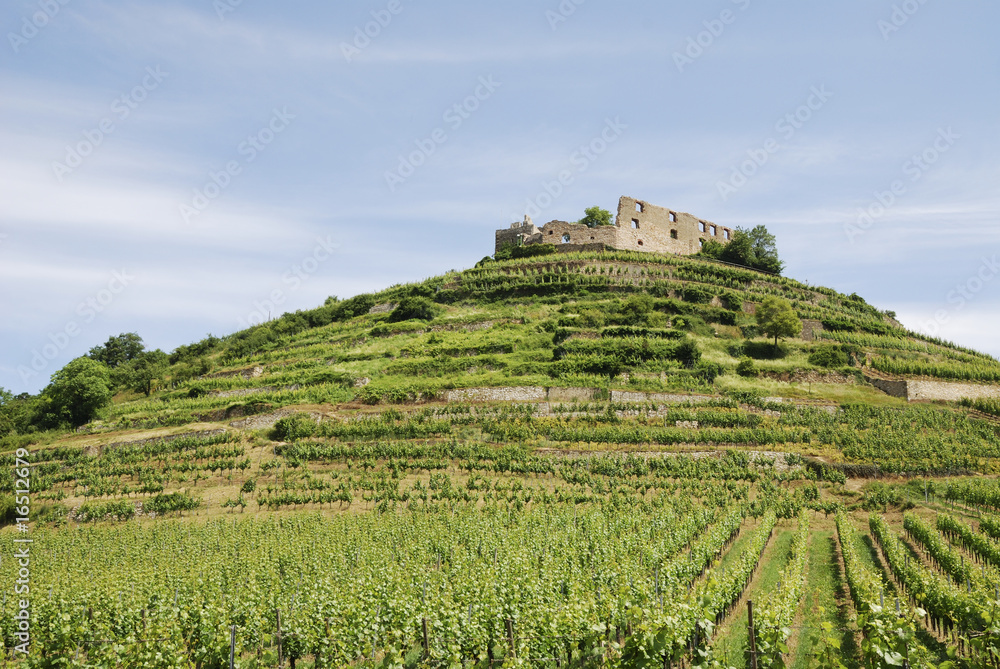 Castle on a vineyard
