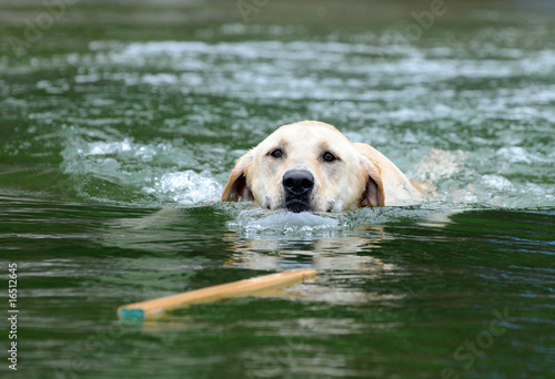 Labrador Retrieving Stick in Water