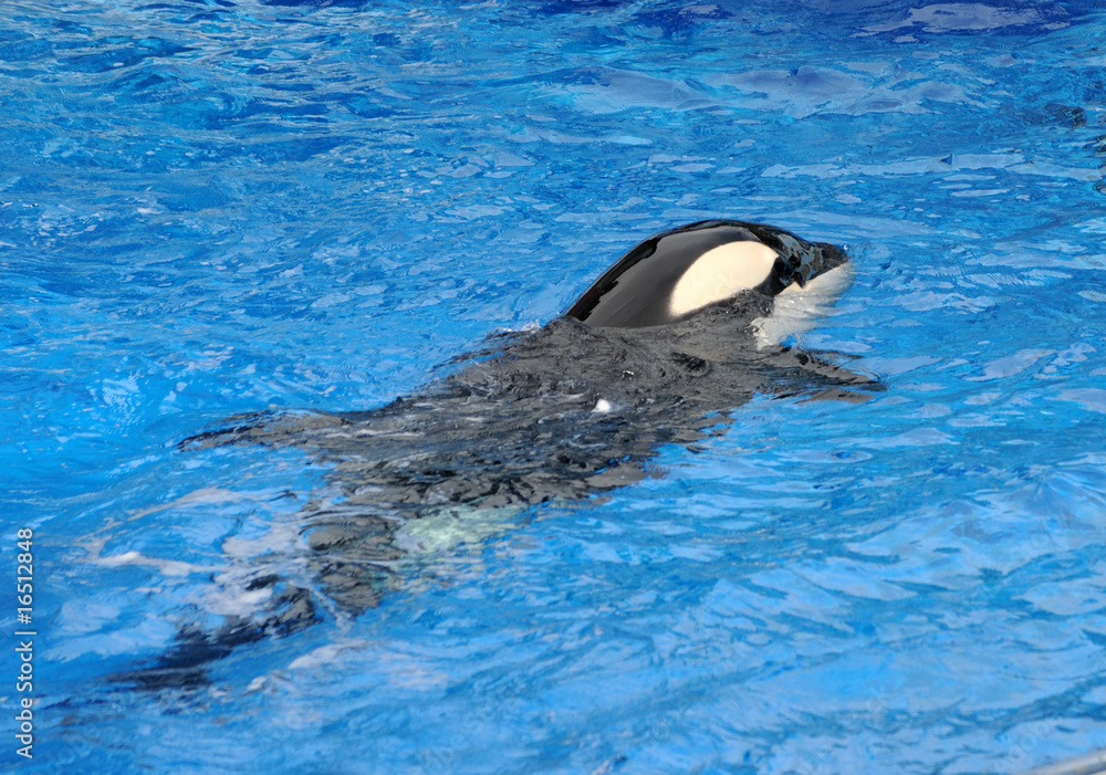 Fototapeta premium Killer whale