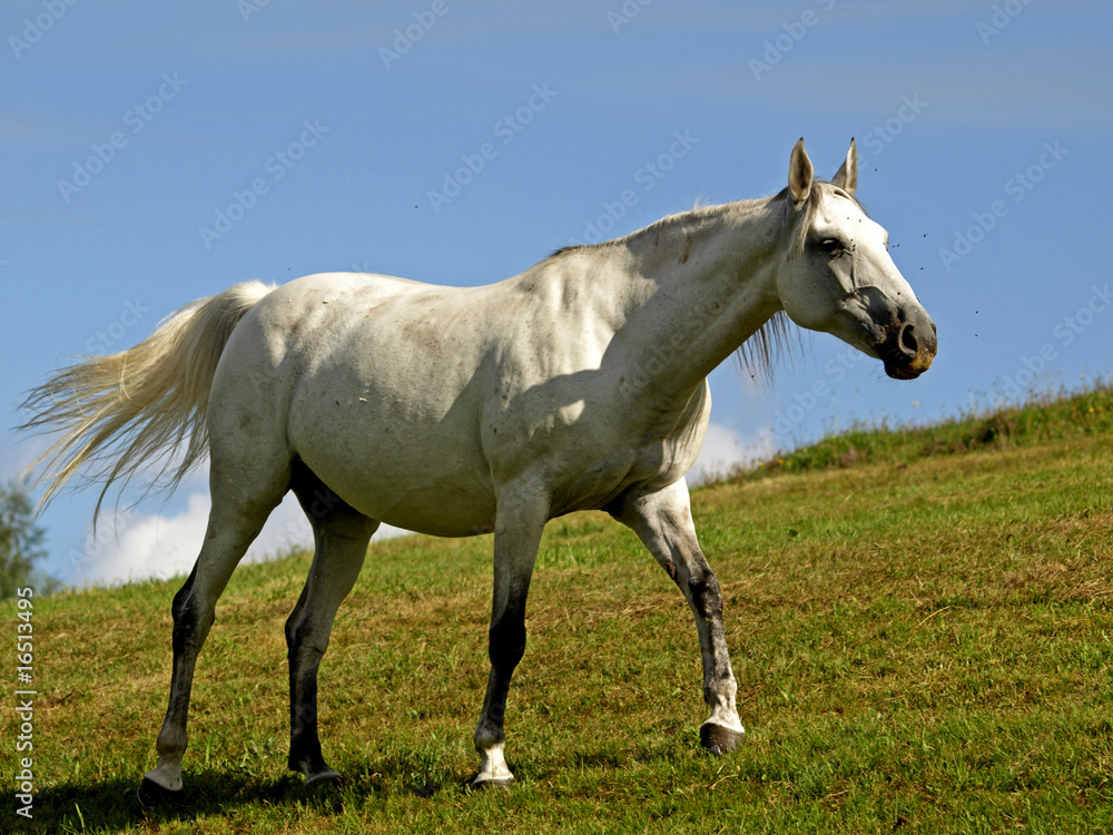CHEVAL BLANC CHEVAL BLANC