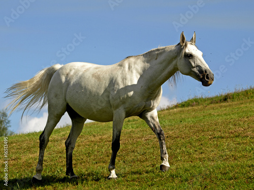 CHEVAL BLANC © Olympixel