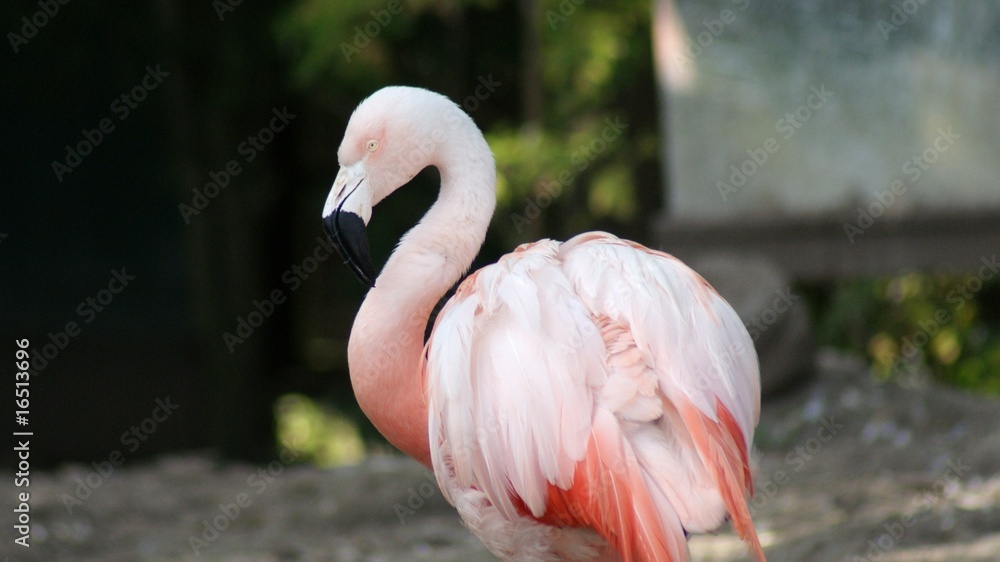 Obraz premium Flamingo