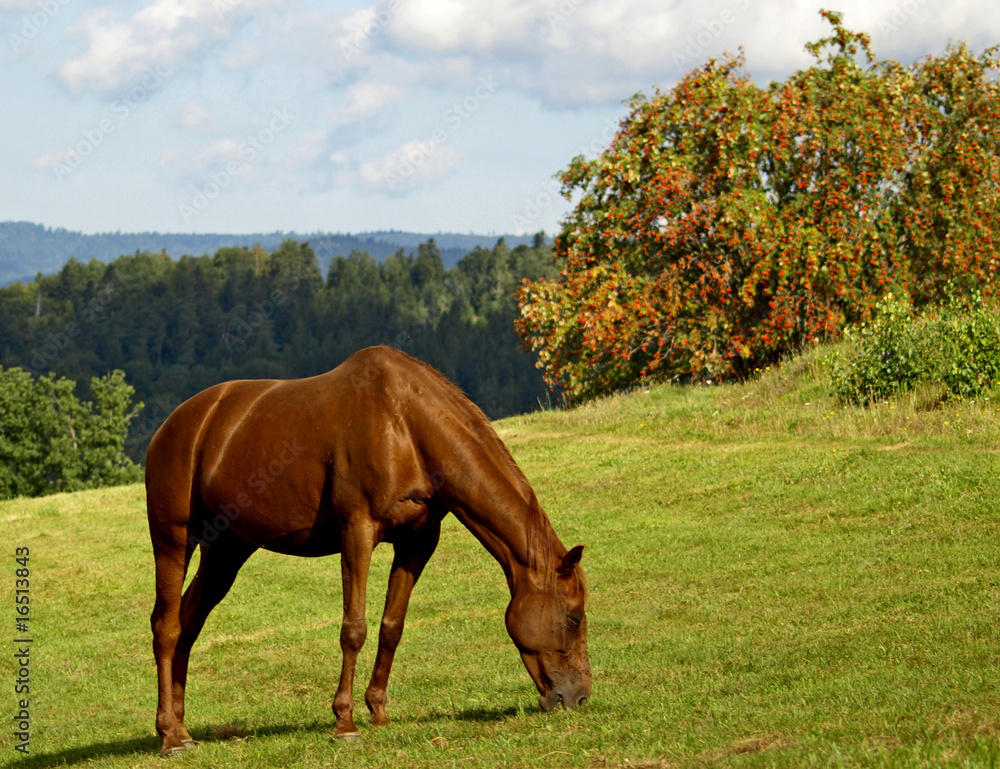 Fototapeta premium CHEVAL ROUX AU PRE