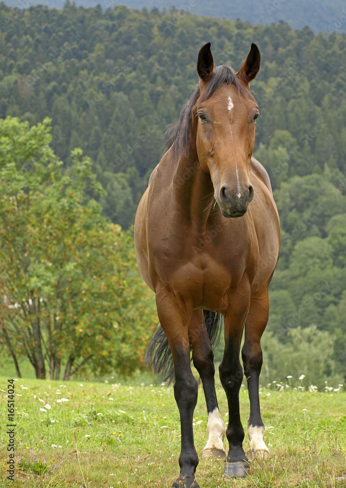 Fototapeta premium CHEVAL BRUN DE FACE