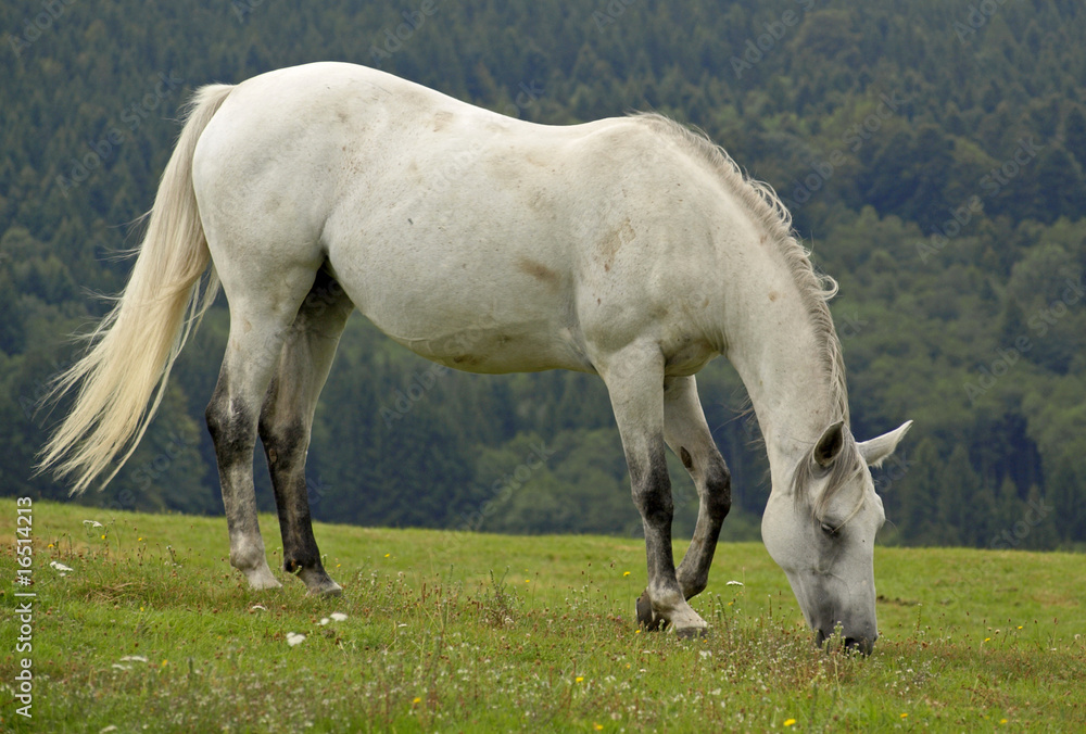 Fototapeta premium ETALON BLANC