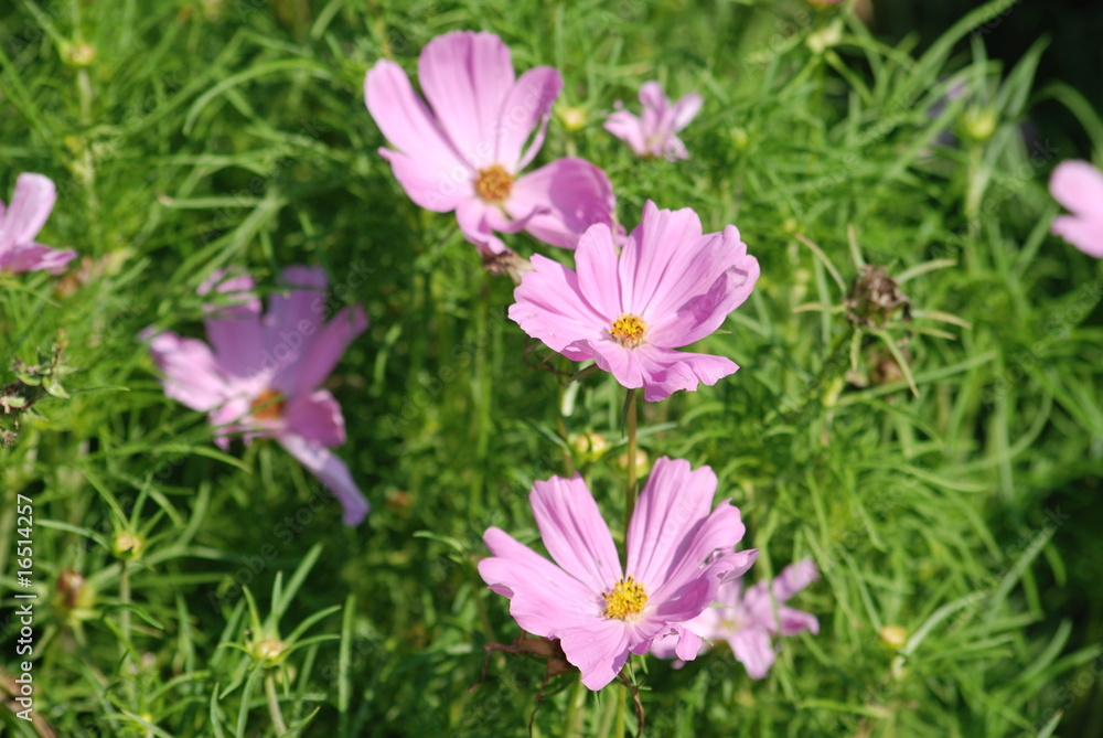 Fototapeta premium fiori