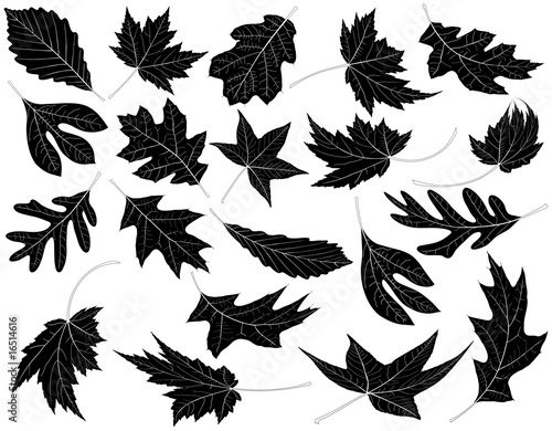 Twenty Black and White Leaves photo