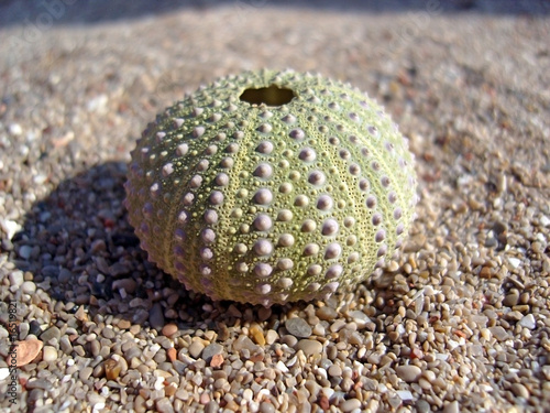 Urchin on Sand