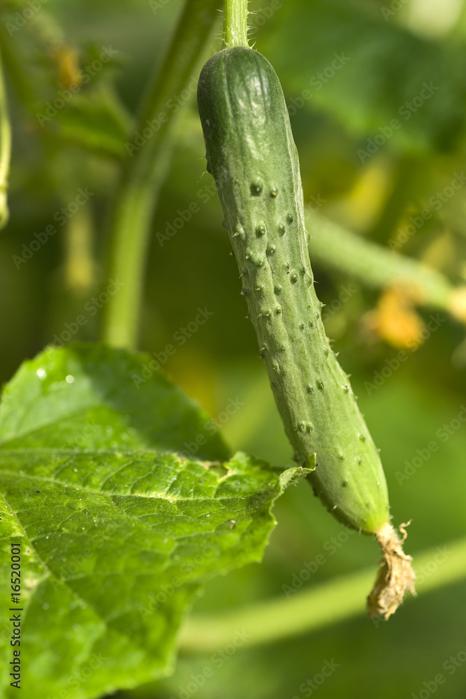 Cucumber Cucumber