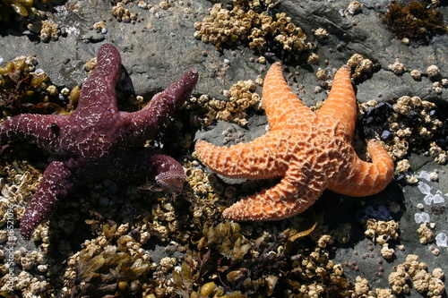 Two Starfish Exposed by Outgoing Tide near Sitka Alaska