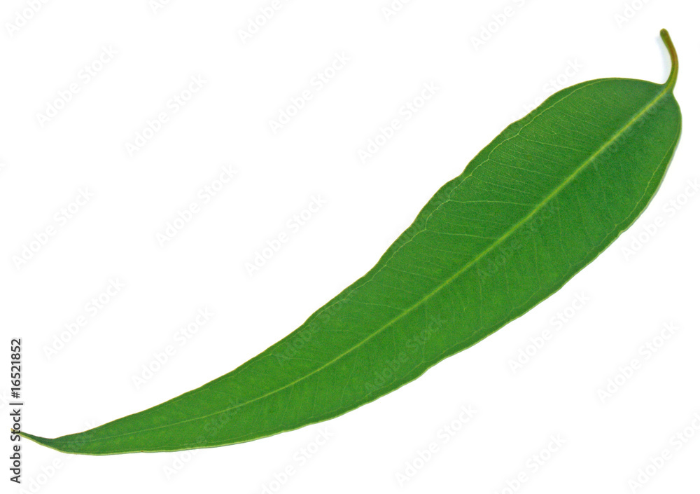 Fototapeta premium feuille d'eucalyptus
