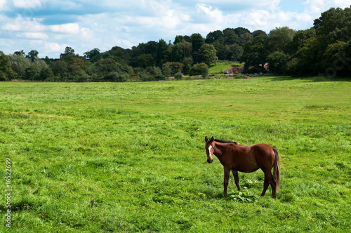 Chestnut Horse