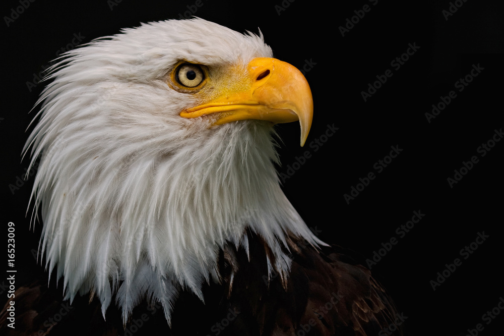 Adler Adler