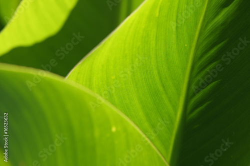 Green leafs texture