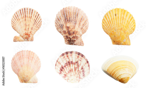 Different seashells on white background