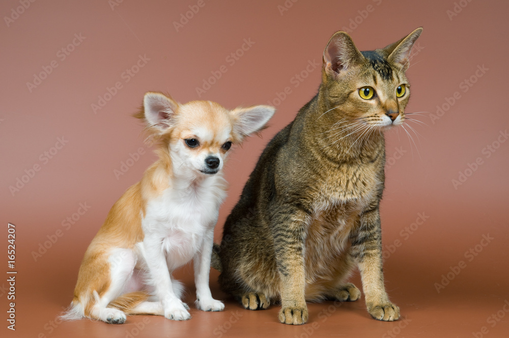 Chihuahua wiith a cat