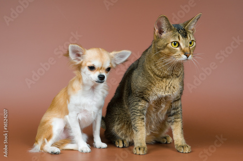 Fototapeta Naklejka Na Ścianę i Meble -  Chihuahua wiith a cat
