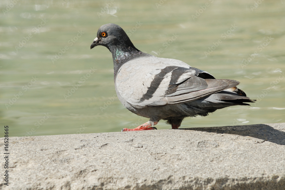 Obraz premium pigeon assoiffé