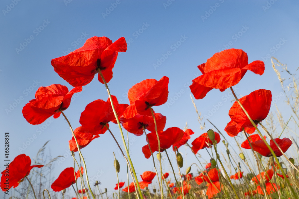 Obraz premium red poppies flowers