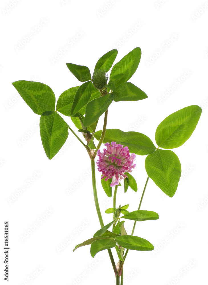 Obraz premium clover
