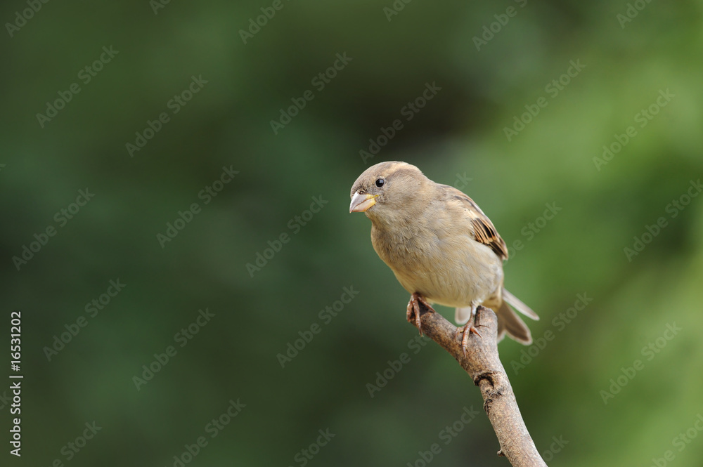 Fototapeta premium Spatz 100