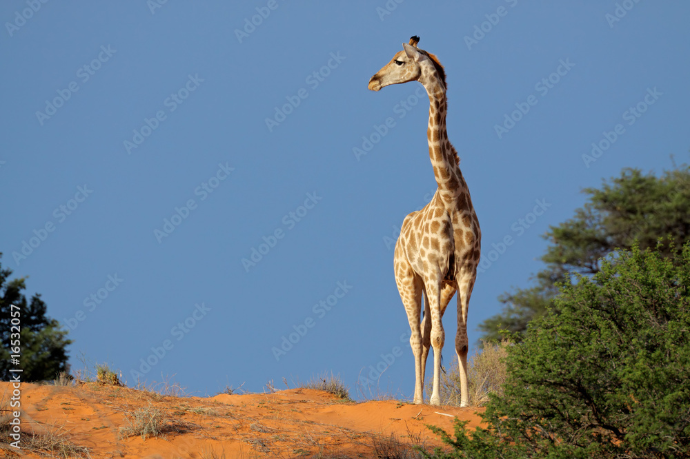 Obraz premium Giraffe (Giraffa camelopardalis), Kalahari desert, South Africa