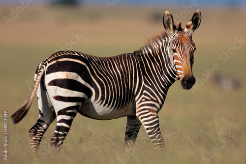 Cape Mountain Zebra  Equus zebra   South Africa